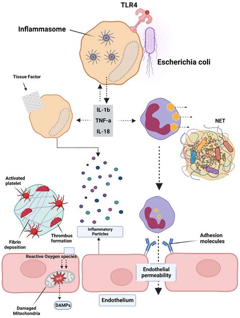 small dic|Disseminated Intravascular Coagulation (DIC) .